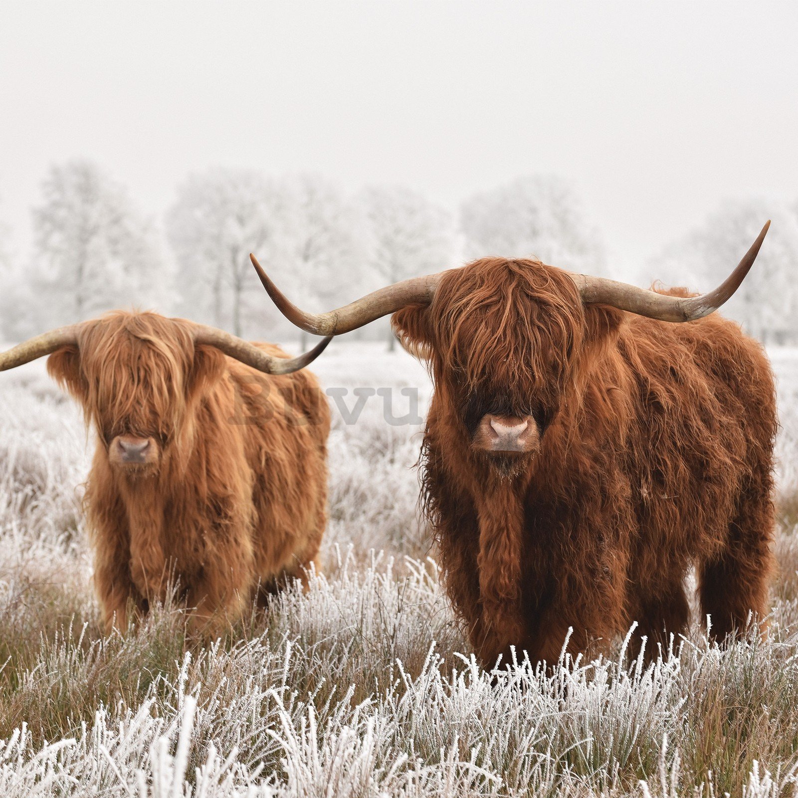 Vlies foto tapeta: Višavsko škotsko govedo (2) - 152,5x104 cm