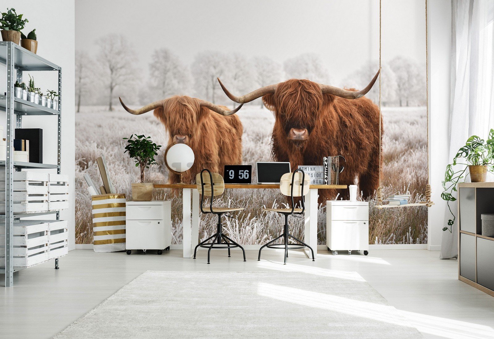 Vlies foto tapeta: Višavsko škotsko govedo (2) - 152,5x104 cm