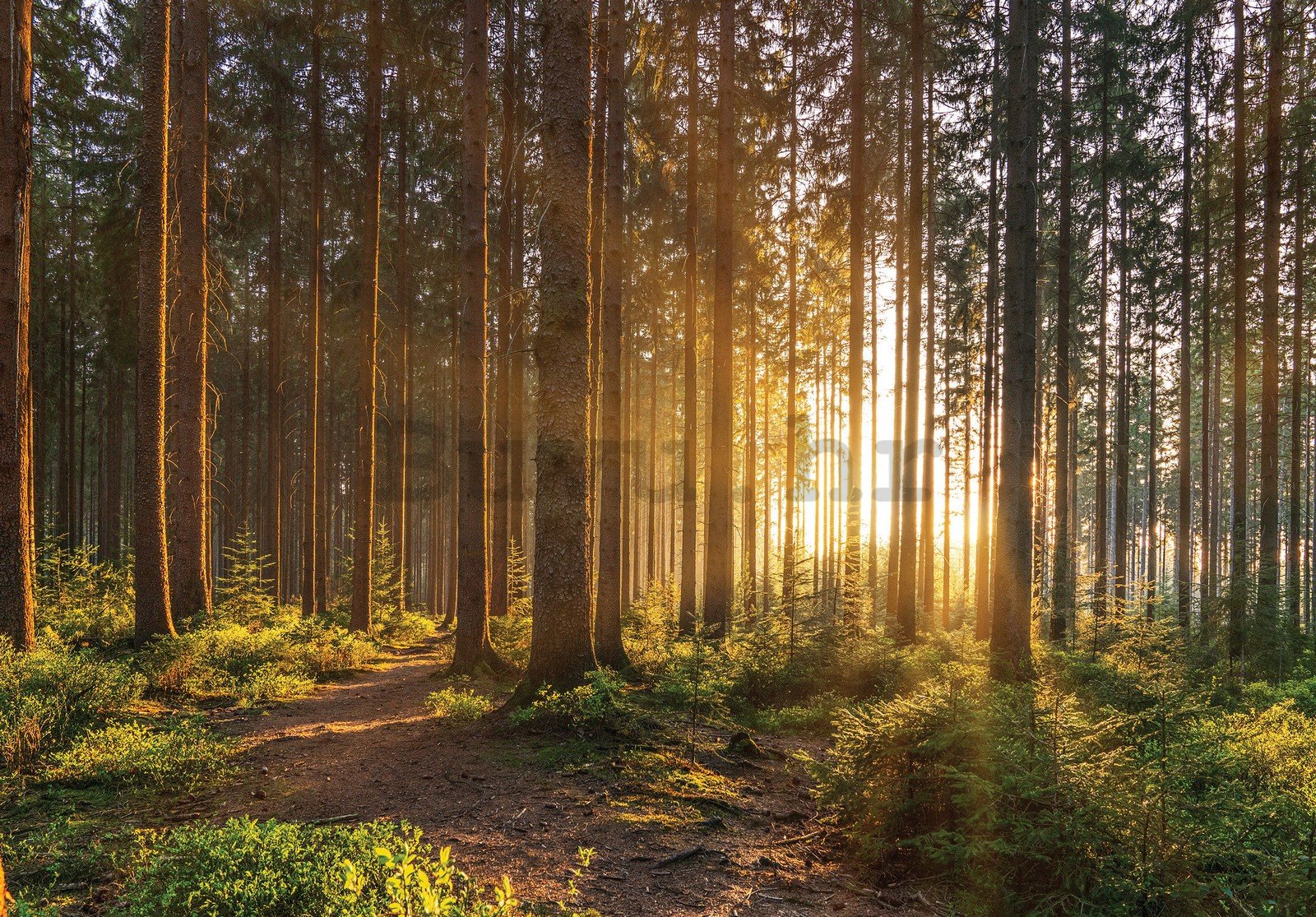 Vlies foto tapeta: Zalazak sunca u šumi (2) - 152,5x104 cm