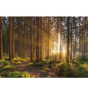 Vlies foto tapeta: Zalazak sunca u šumi (2) - 152,5x104 cm