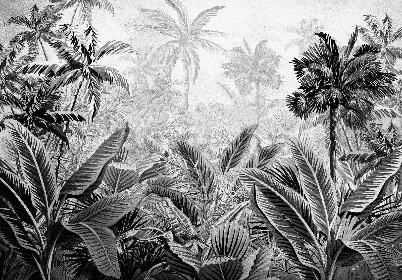 Vlies foto tapeta: Palme i paprati (crno-bijele) - 416x254 cm