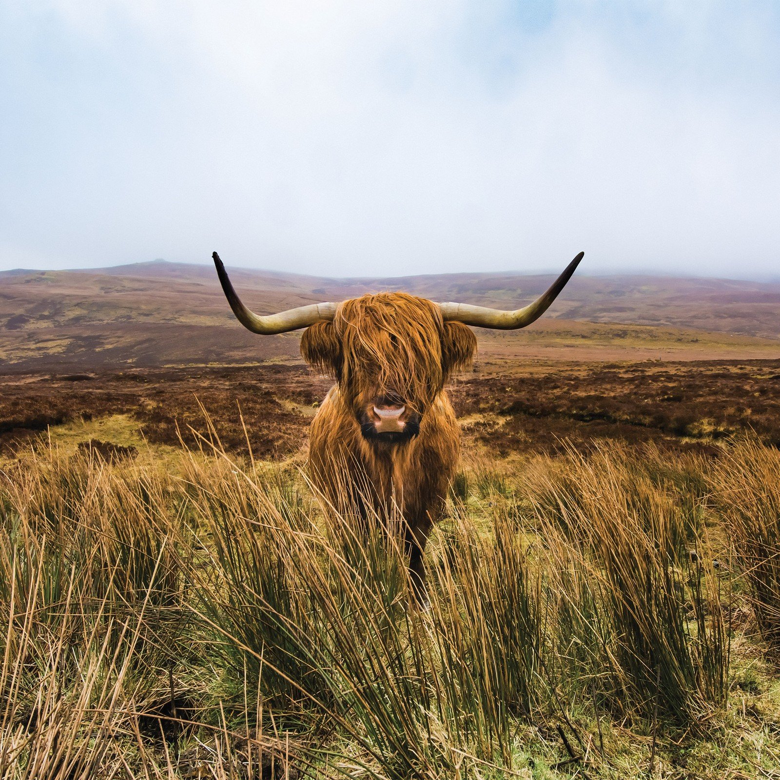Vlies foto tapeta: Višavsko škotsko govedo (1) - 416x254 cm