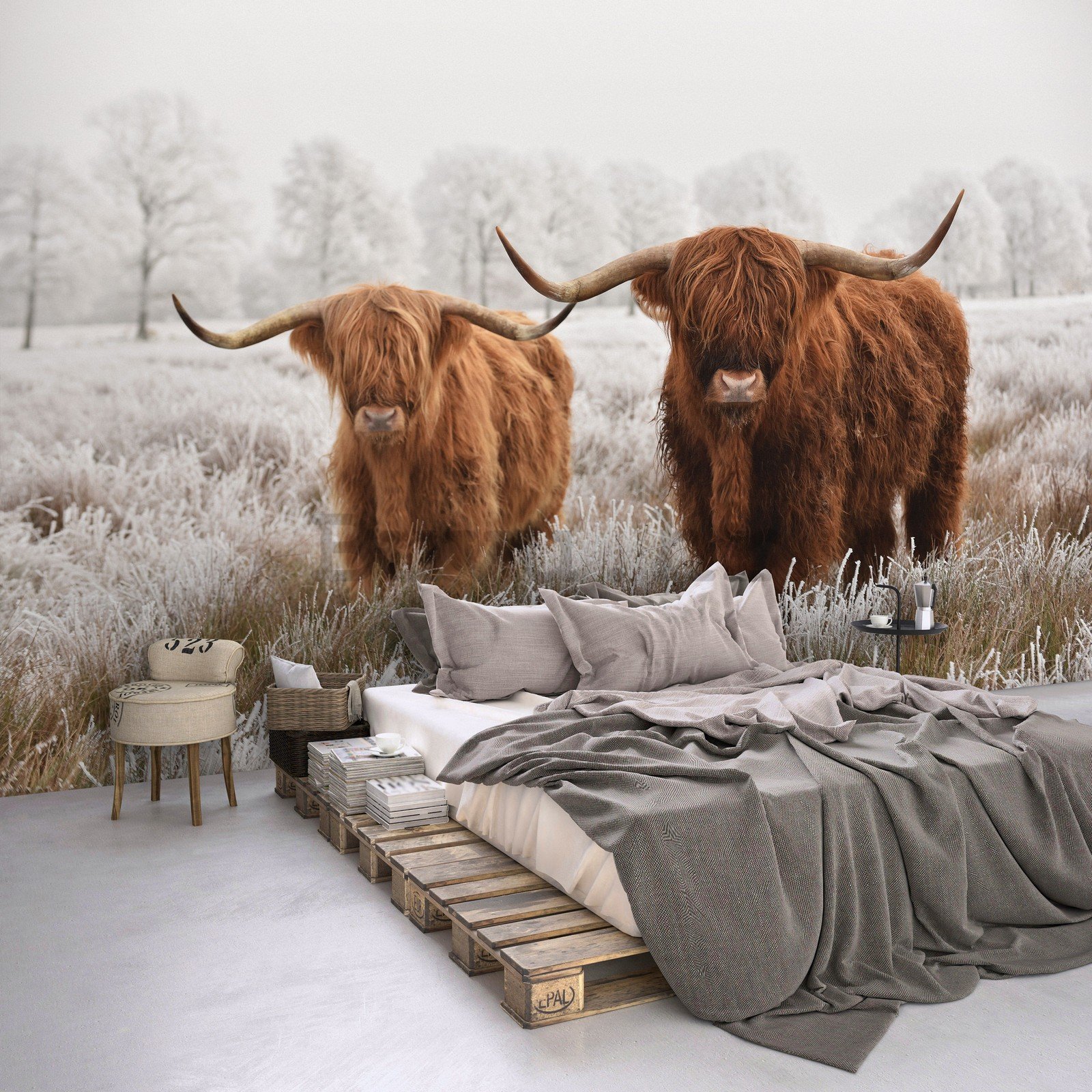 Vlies foto tapeta: Višavsko škotsko govedo (2) - 416x254 cm