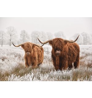 Vlies foto tapeta: Višavsko škotsko govedo (2) - 416x254 cm