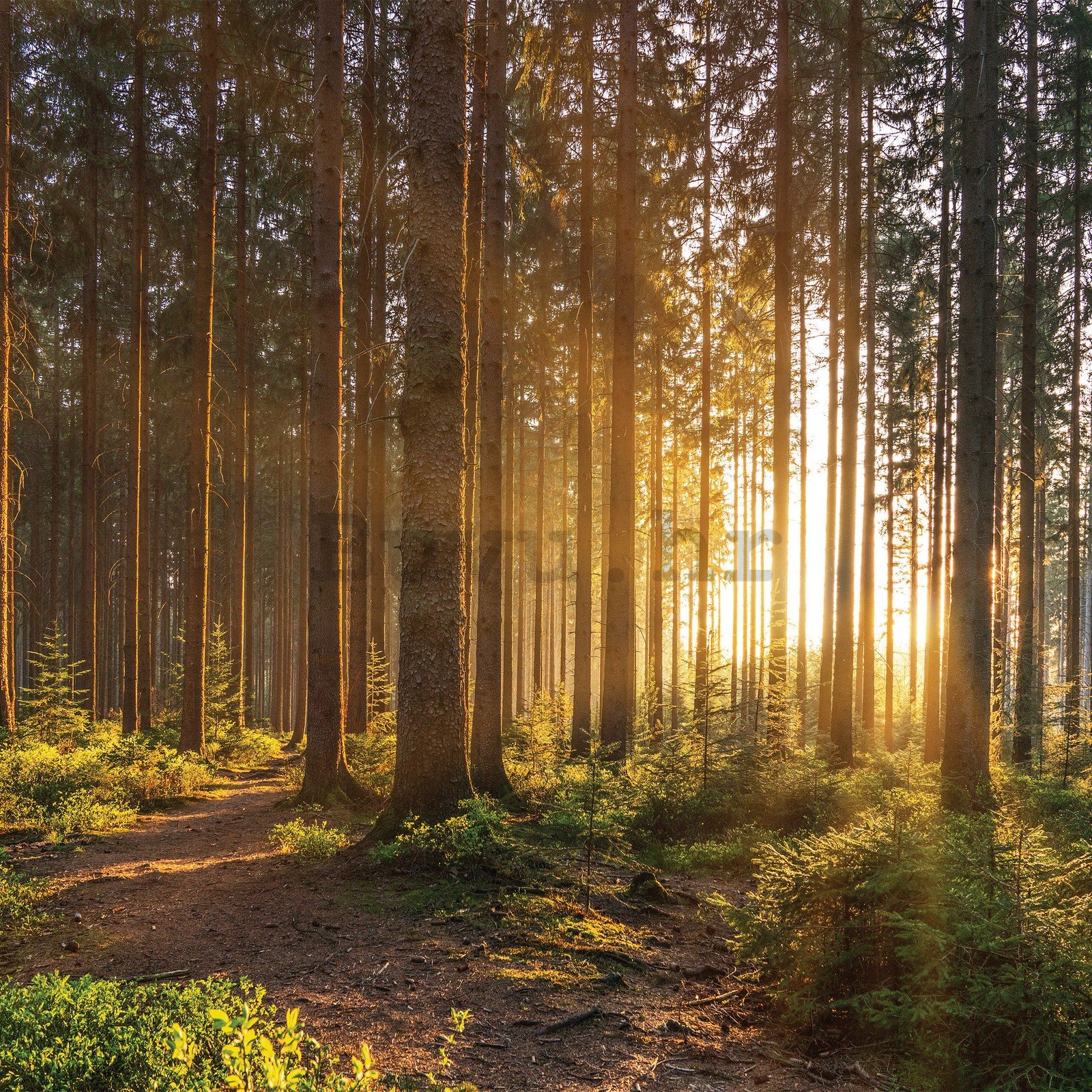 Vlies foto tapeta: Zalazak sunca u šumi (2) - 416x254 cm