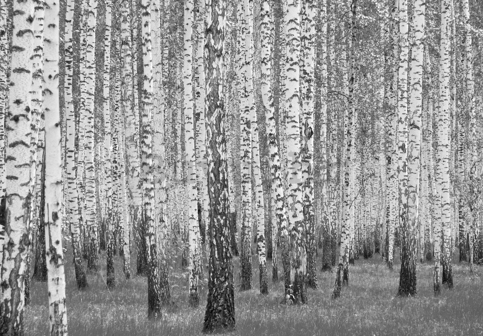 Vlies foto tapeta: Crno-bijele breze - 416x254 cm