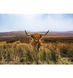 Vlies foto tapeta: Višavsko škotsko govedo (1) - 152,5x104 cm