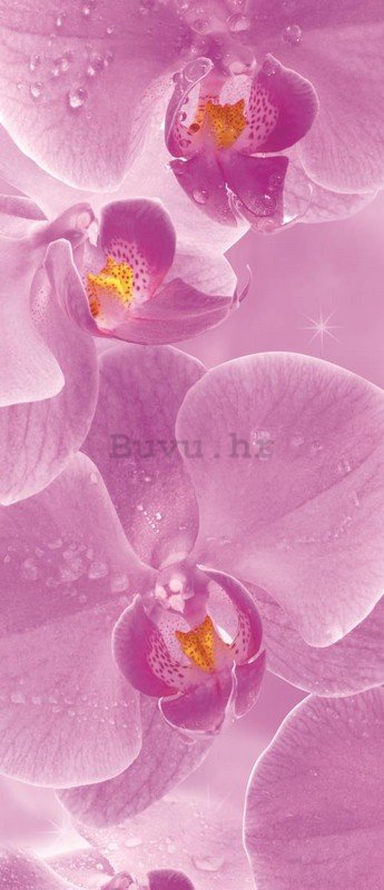 Foto tapeta: Orhideje (1) - 211x91 cm