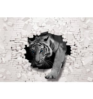 Vlies foto tapeta: Tigar sa zida - 254x184 cm
