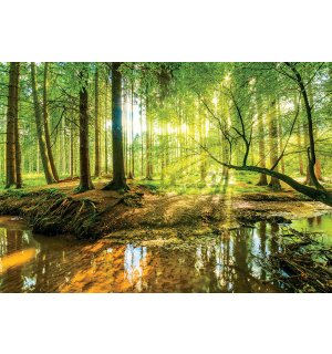 Vlies foto tapeta: Poplavna šuma - 152,5x104 cm
