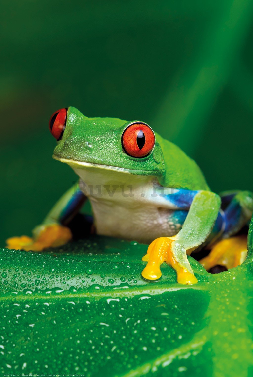 Poster: Zelena žaba
