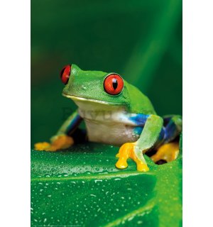 Poster: Zelena žaba