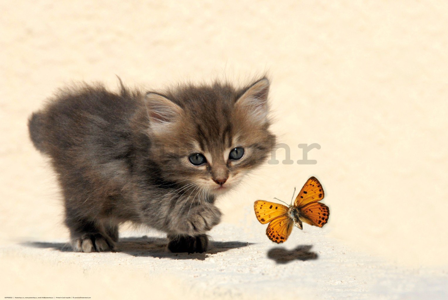 Poster: Mačić i leptir