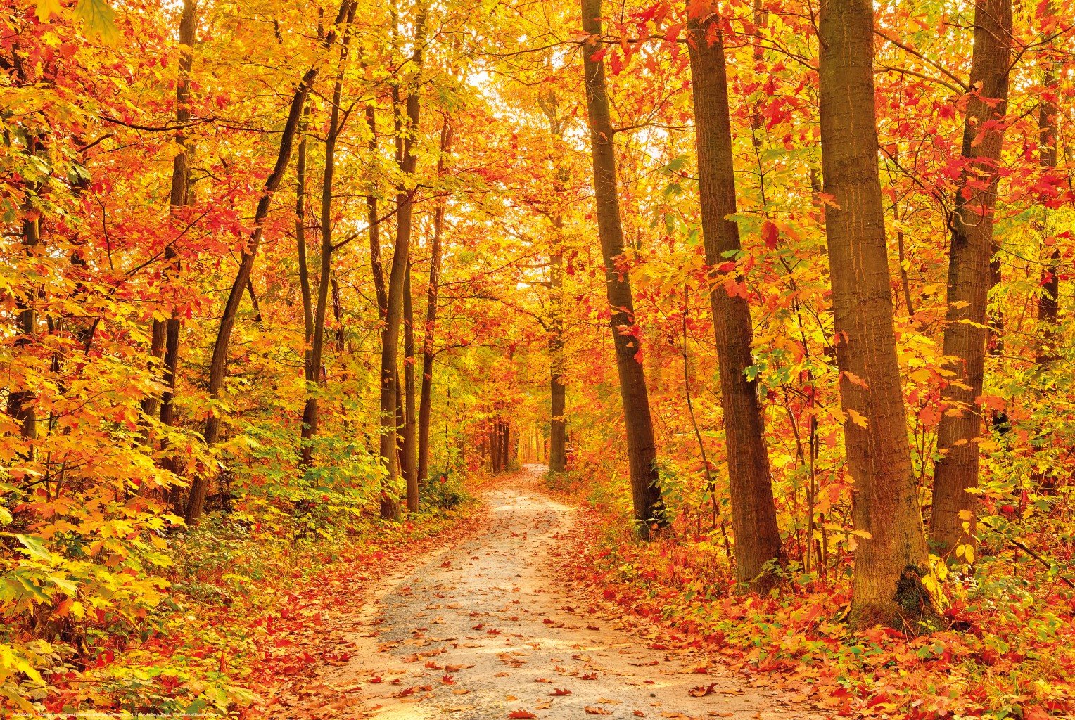 Poster: Boje jeseni (šuma)