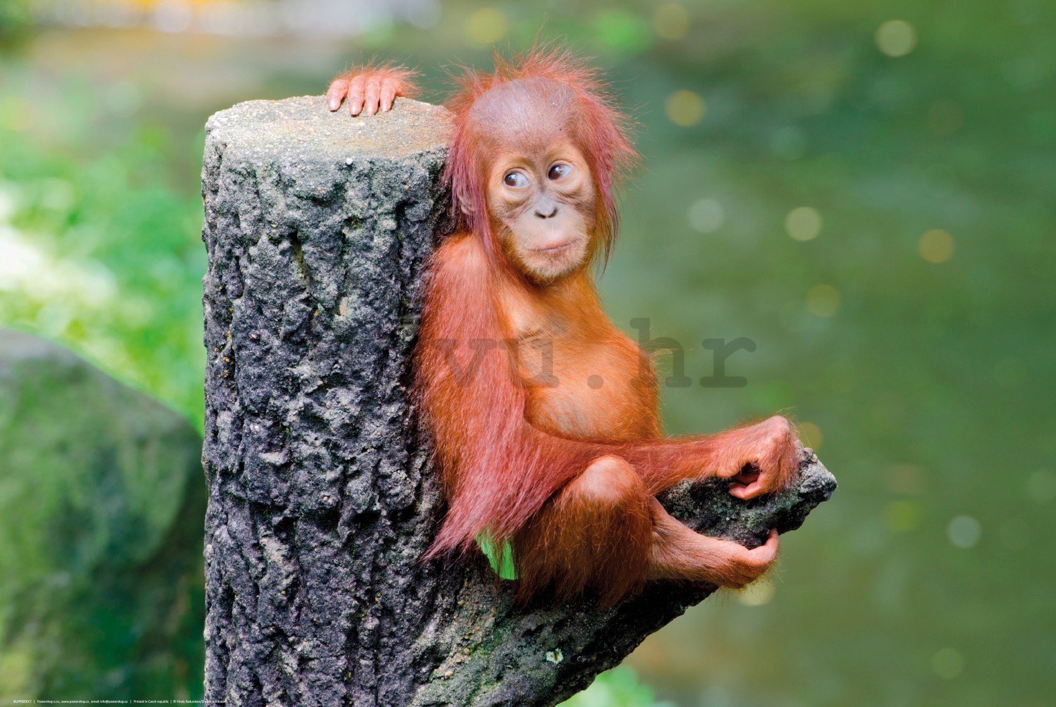 Poster: Beba orangutana