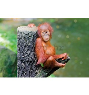 Poster: Beba orangutana
