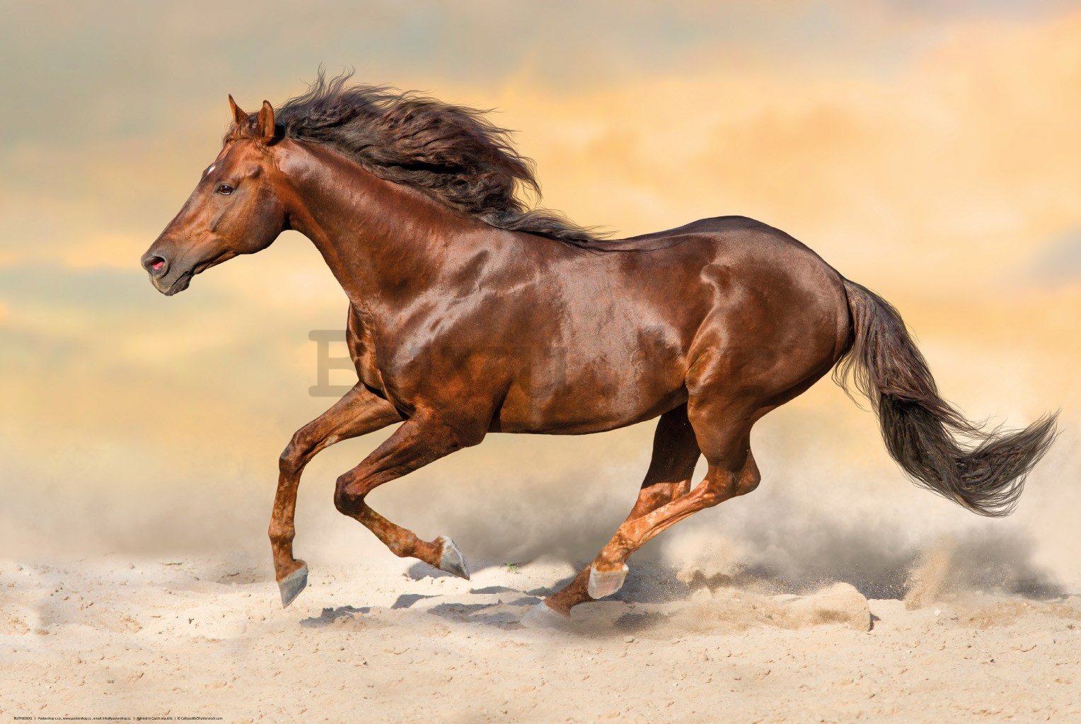Poster: Konj u galopu (2)