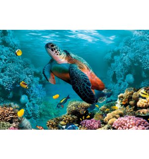 Poster: Podvodni život (kornjača i koralji)