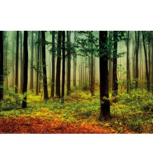 Poster: Magla u zelenoj šumi