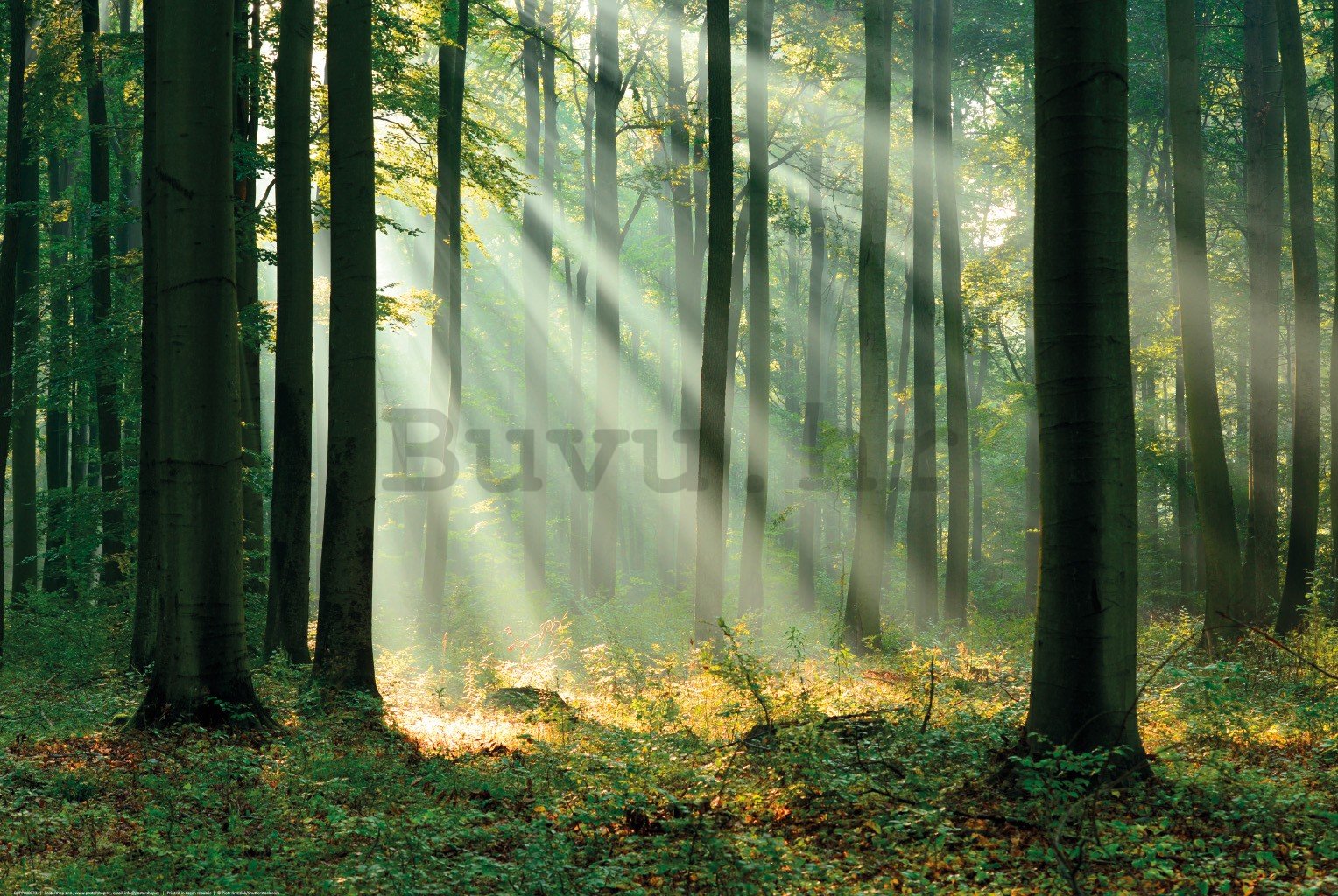 Poster: Zrake svjetla u zelenoj šumi