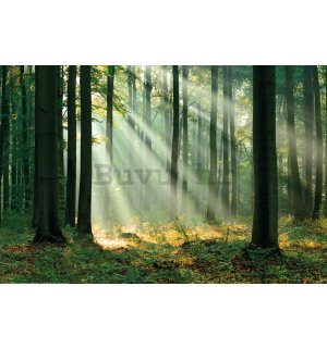 Poster: Zrake svjetla u zelenoj šumi