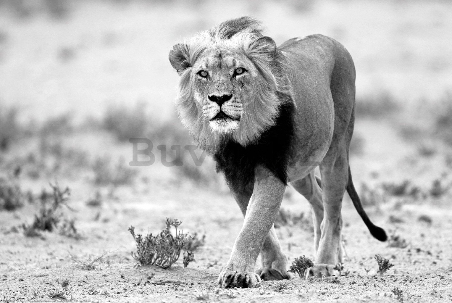 Poster: Crno-bijeli lav, pustinja Kalahari