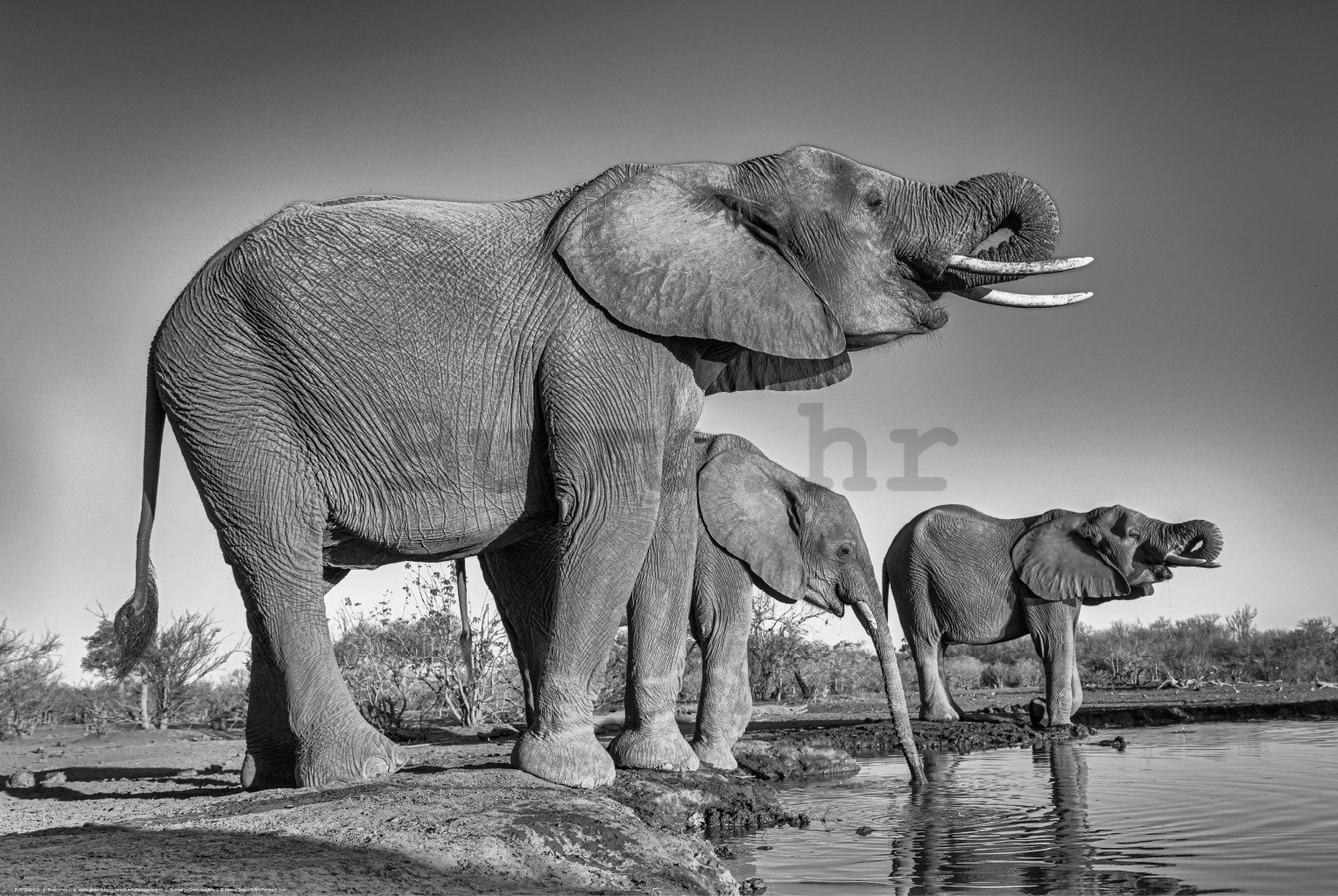 Poster: Slonovi u pojilištu