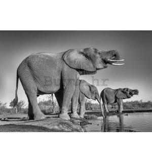 Poster: Slonovi u pojilištu