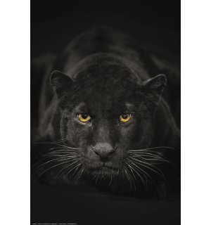 Poster: Black Panther (crno-bijelo)