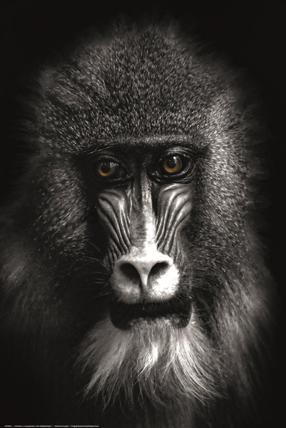 Poster: Crno-bijeli pavijan