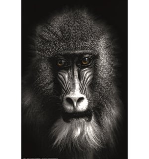 Poster: Crno-bijeli pavijan