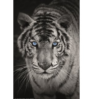 Poster: Bijeli tigar (crno-bijeli)
