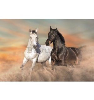 Poster: Konji u galopu u pijesku