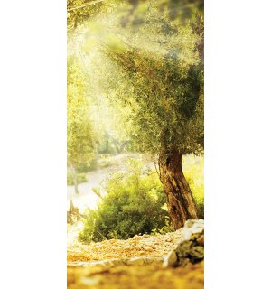 Vlies foto tapeta: Sunce među drvećem - 100x211 cm