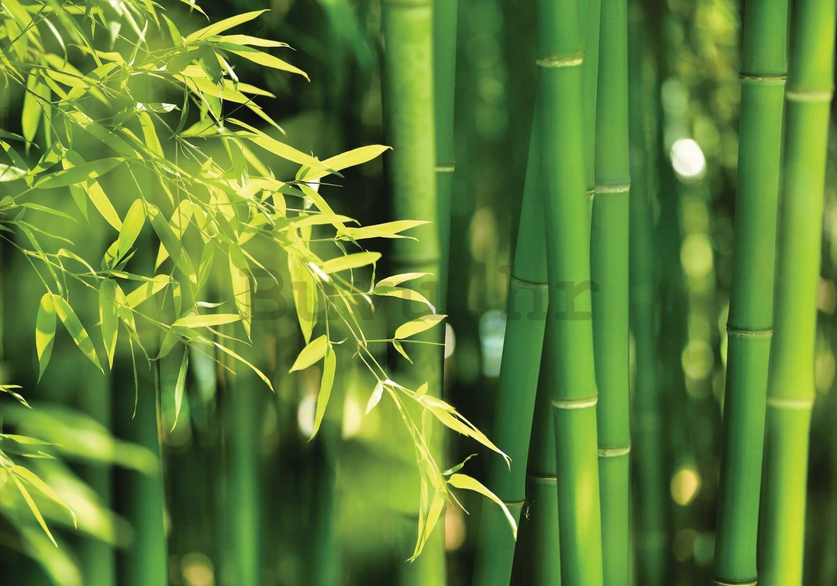 Vlies foto tapeta: Zeleni bambus - 400x280 cm