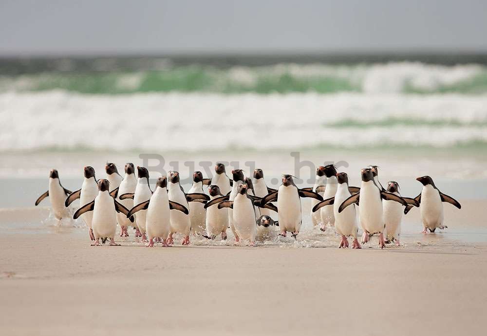 Foto tapeta: Pingvini na plaži - 368x254cm