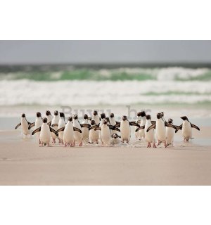 Foto tapeta: Pingvini na plaži - 368x254cm