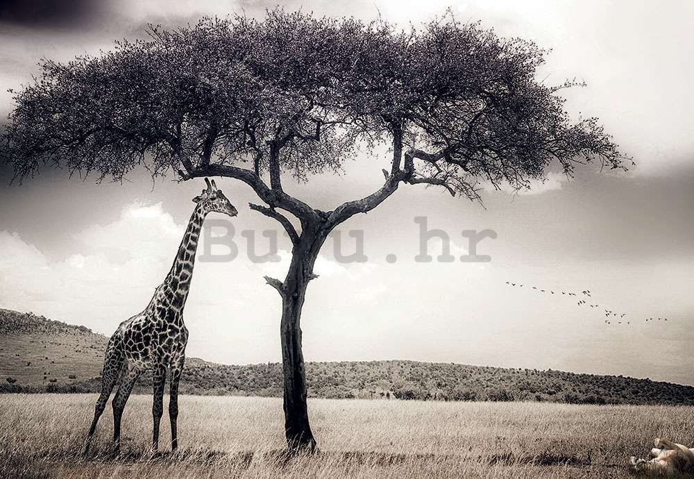 Vlies foto tapeta: Žirafa na safariju - 368x254 cm
