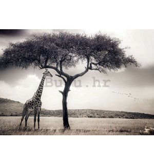 Vlies foto tapeta: Žirafa na safariju - 368x254 cm