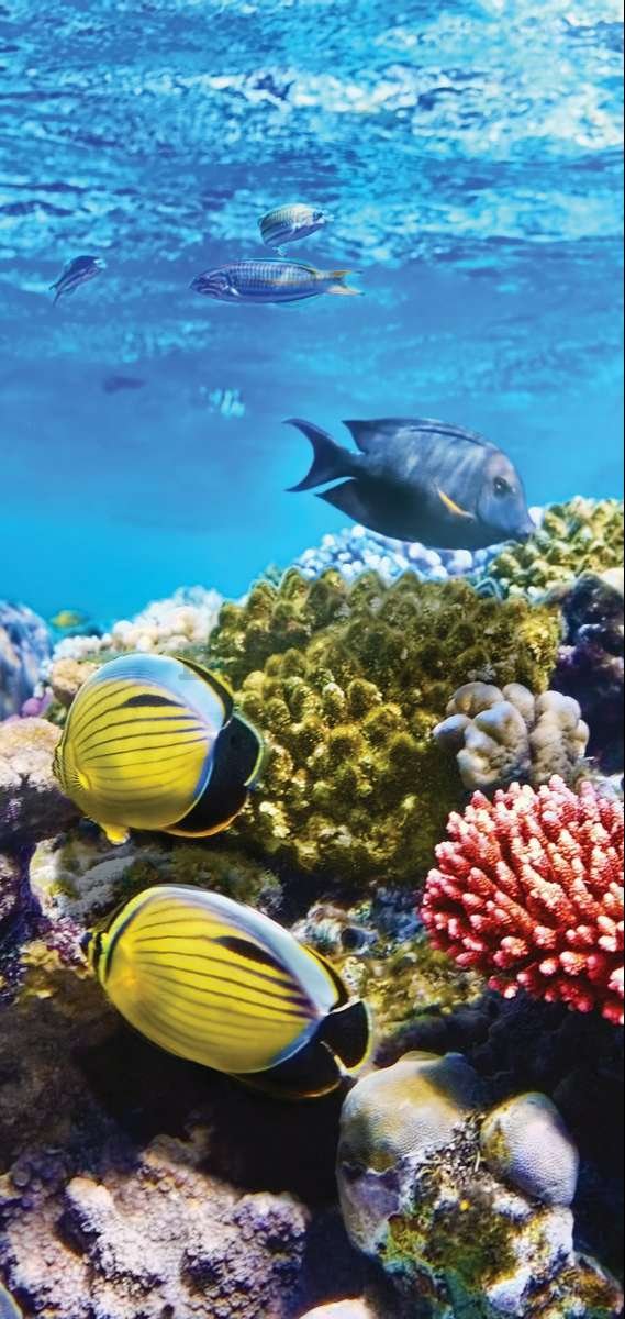 Vlies foto tapeta: Koraljni grebeni - 100x211 cm
