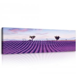 Slika na platnu: Vinova loza lavande - 145x45 cm