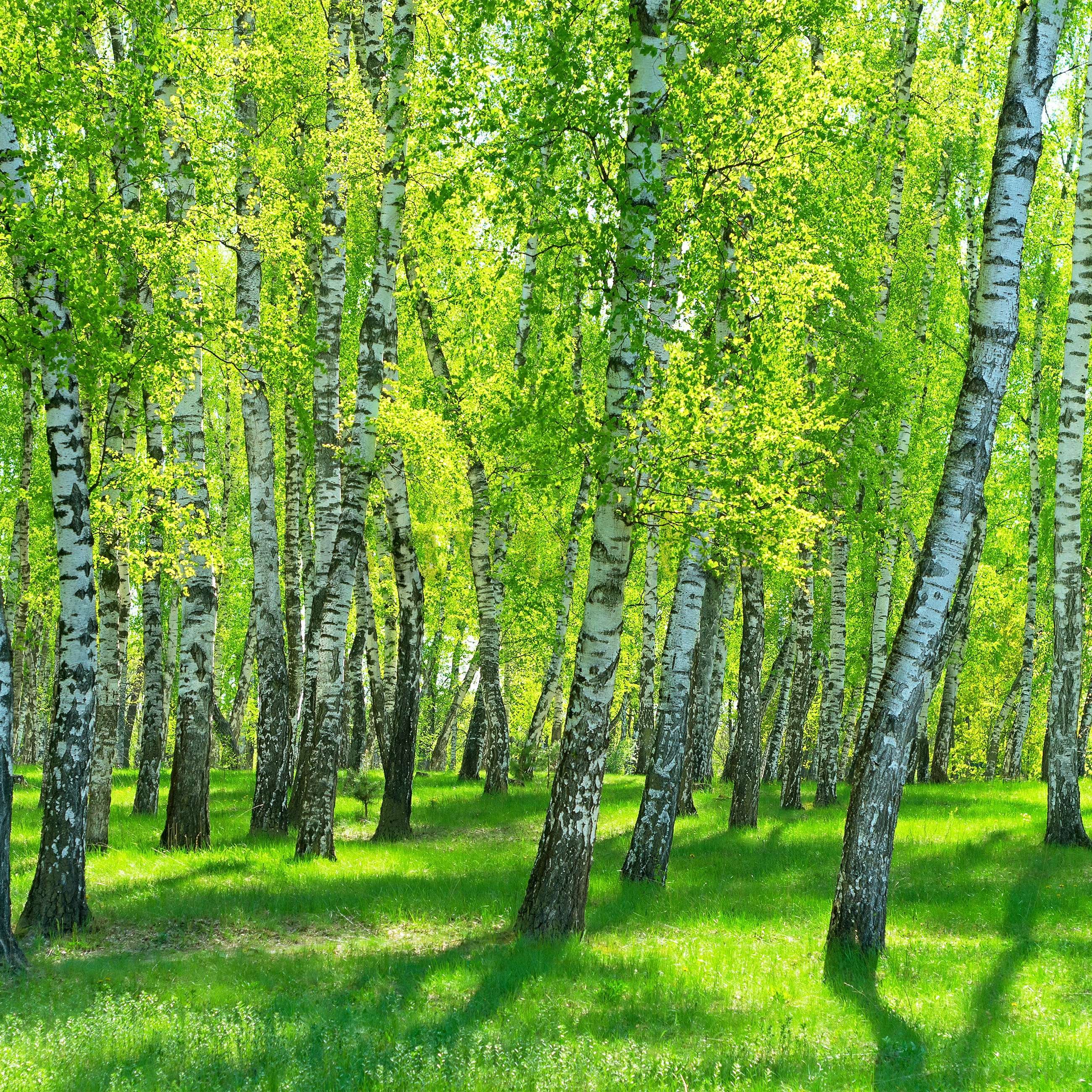 Foto tapeta Vlies: Šuma breze - 254x184 cm