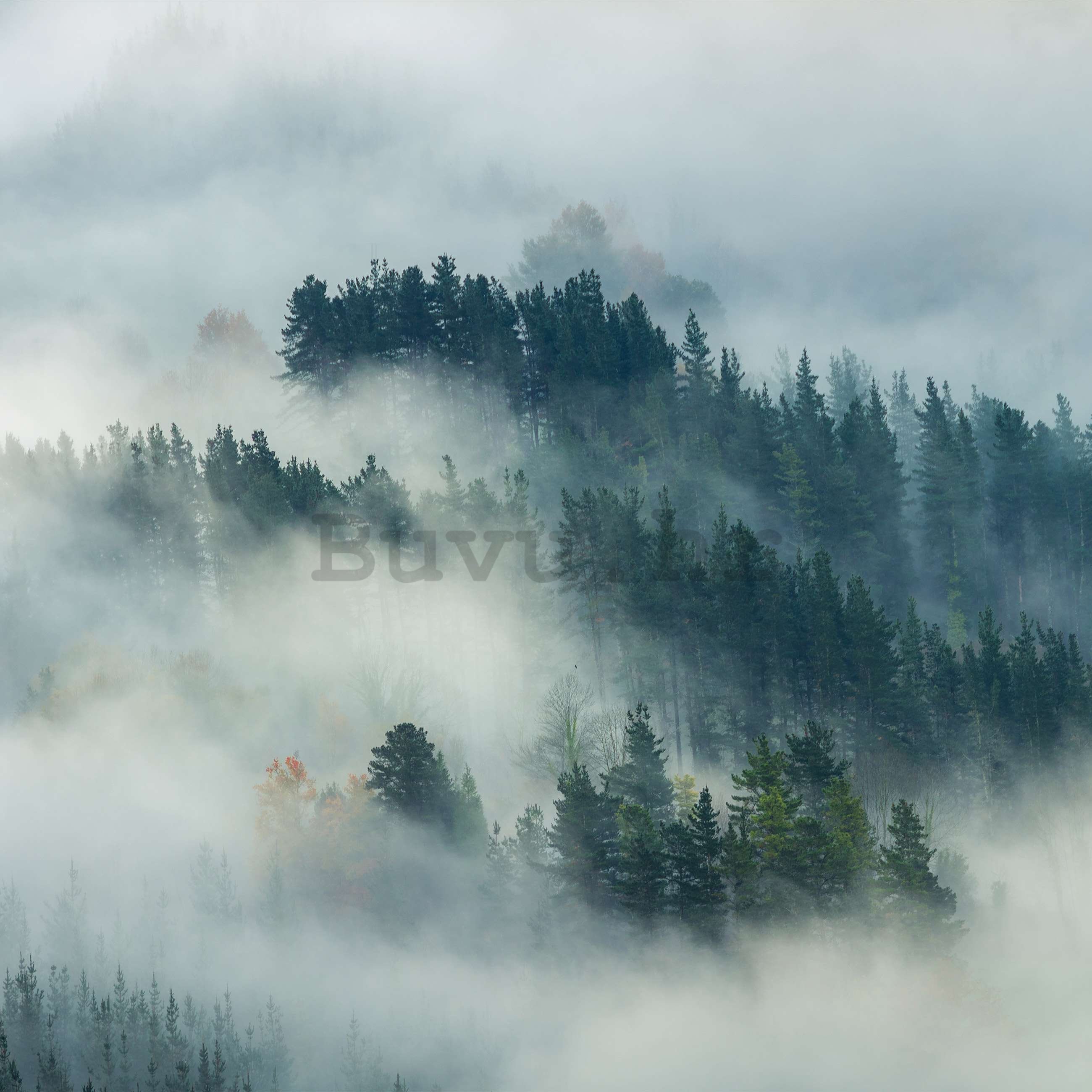 Vlies foto tapeta: Magla nad šumom (4) - 368x254 cm