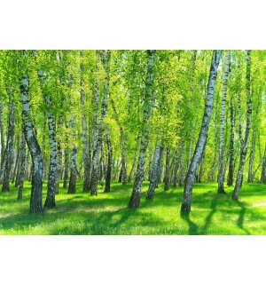 Vlies foto tapeta: Šuma breze - 368x254 cm