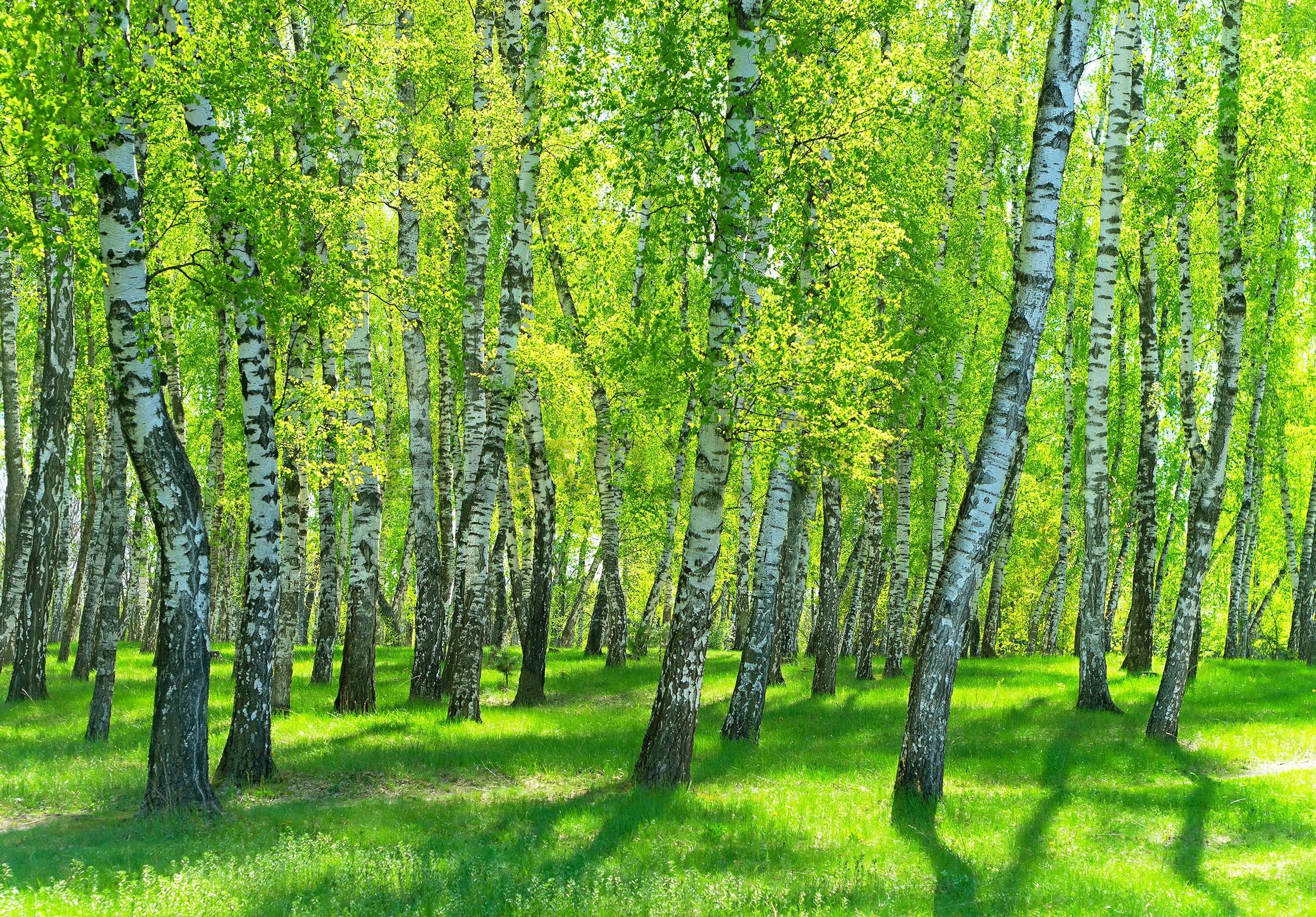 Vlies foto tapeta: Šuma breze - 416x254 cm
