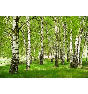 Vlies foto tapeta: Šuma breze - 254x184 cm