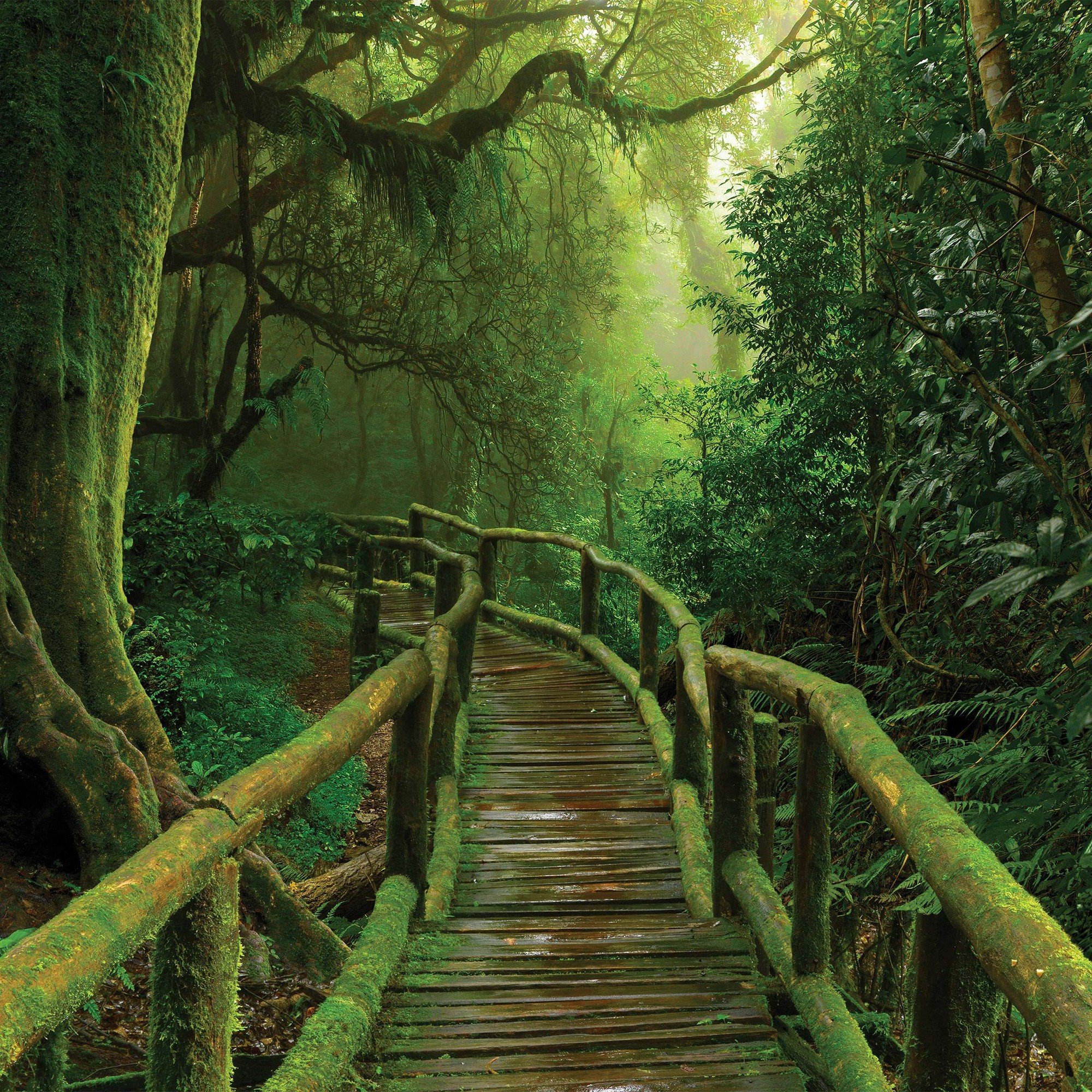 Vlies foto tapeta: Pješački most u džungli - 254x184 cm