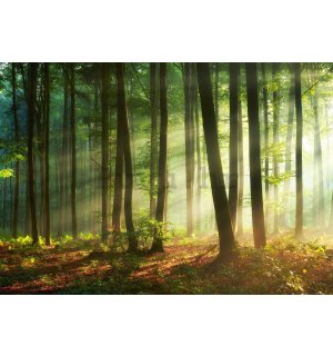 Vlies foto tapeta: Izlazak sunca u šumi - 254x184 cm
