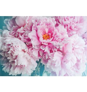 Vlies foto tapeta: Cvijet božura - 254x184 cm