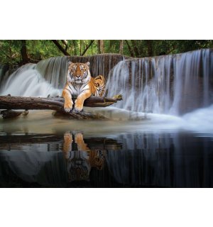 Vlies foto tapeta: Tigar na vodopadu - 368x254 cm